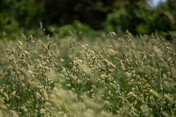 Fototapeta premium Green grass in the summer field