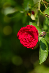 Red rose on a bush