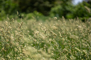 Green grass in the summer field