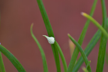 green grass with dew drops