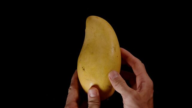 Hands Holding Whole Ripe Mango Vertically Against Black Background with Smooth Yellow Skin and Natural Shape Visible Fresh Fruit and Tropical Nutrition