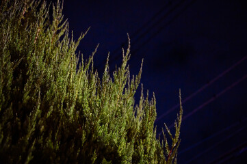 夜の植物　心象風景