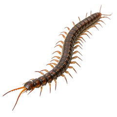 Fototapeta premium A creepy crawling garden centipede with multiple legs isolated on a transparent background