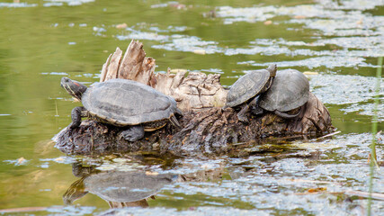 Obraz premium turtle in the pond