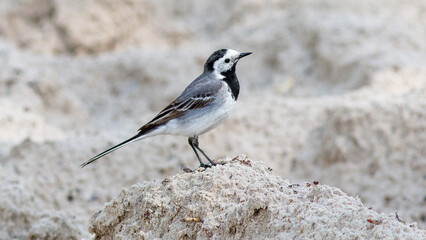 great tit on a rock