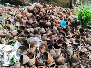 Pile of Discarded Coconut Shells in a Garden