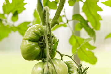 Fresh green tomatoes growing organically on the vine.  Perfect for salads or sauces.