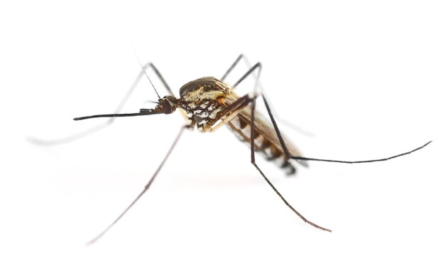 Common house or northern mosquito, Culex pipiens isolated on white background, side view