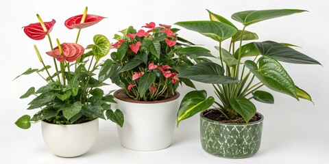 Obraz premium Ornamental Indoor Plants Isolated on White Background – Home Decor Greenery