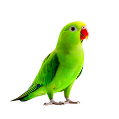 Vibrant Green Parrot with Bright Red Beak Perched Gracefully on Its Feet