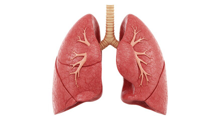 Isolated Human Lungs with Trachea for Medical Study
