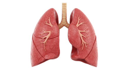 Isolated Human Lungs with Trachea for Medical Study