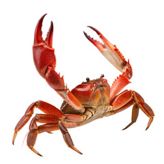 A red sea crab with its large claws up isolated on a transparent background