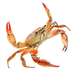 A defensive red crab holding its pincers high isolated on a transparent background