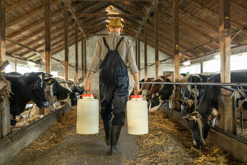 Back view to farmer walks through a barn, carrying milk containers while nurturing relationship with cows, showcasing tradition.