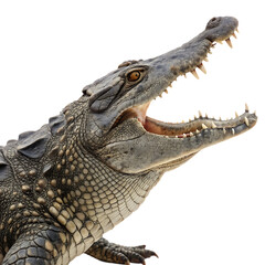 Fototapeta premium A fearsome saltwater crocodile showing its teeth isolated on a transparent background