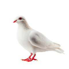 Obraz premium Elegant White Bird with Red Eyes and Pink Feet Standing Gracefully on a White Surface