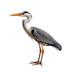 Obraz premium Elegant heron standing gracefully on a white background showcasing vivid feathers and sharp beak