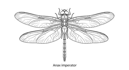Detailed Black and White Line Art Illustration of an Emperor Dragonfly