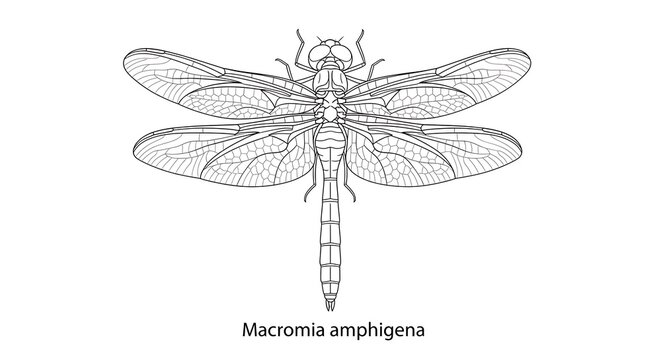 Detailed Line Art of Macromia Amphigena Dragonfly with Intricate Wing Veins