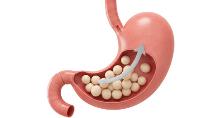 Isolated Stomach Digestion Process Illustration