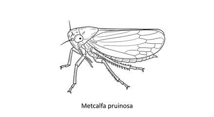 Detailed Line Drawing of Metcalfa pruinosa Planthopper Insect