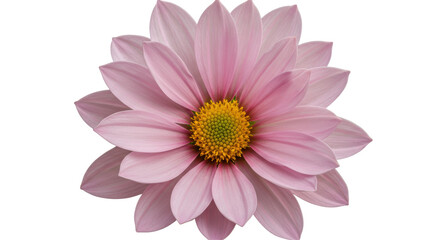 Isolated Pink Dahlia Flower with Yellow Center