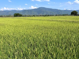Fields and mountains.