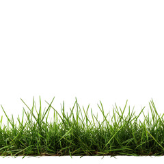 Fototapeta premium Fresh green grass growing in a sunny field during the afternoon under a clear blue sky