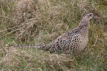 Female Pheasant