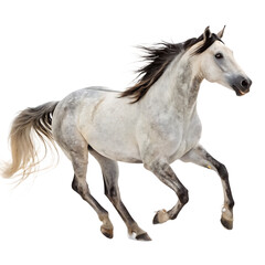 Obraz premium A powerful brown horse galloping at full speed isolated on a transparent background