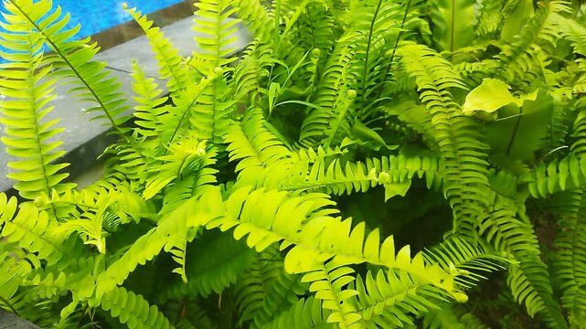 Ornamental Plant Swaying in the Wind by the Edge of Swimming Pool