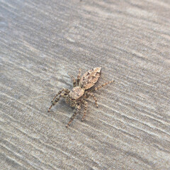 CloseUp View of a Brown Spider Resting on a Wood Surface in Its Natural Habitat