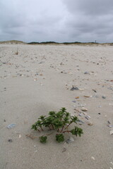Sea sandwort (Honckenya peploides, Salzmiere)