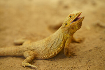 Central or Indland Bearded Dragon (Pogona vitticeps)