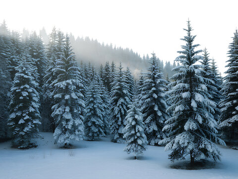 Snow covered pine trees in a winter forest