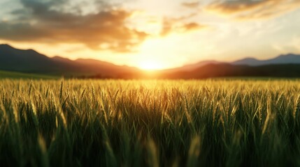 Fototapeta premium A serene golden wheat field stretches towards the horizon, illuminated by a stunning sunset, with majestic mountains framing the tranquil landscape in the background.