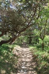 Little grove of trees on a East Frisian Island - Rabenwäldchen, Island of Spiekeroog