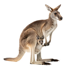 Fototapeta premium A female kangaroo carrying a cute joey in its pouch isolated on a transparent background