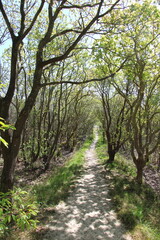 Little grove of trees on a East Frisian Island - Rabenwäldchen, Island of Spiekeroog