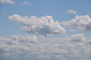 Northern Lapwing and cloud landscape