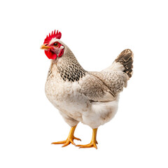 Fototapeta premium Majestic White Chicken with Bright Red Comb and Feathers Standing Proudly on a White Background