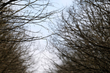 Linden Avenue in winter.