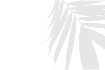 Palm Leaf Silhouette in Cool White Tones on Transparent Background with Natural Light Effect