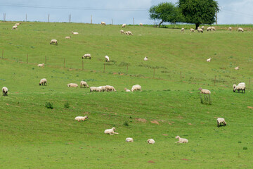 Elevage de moutons dans les Hauts-de-France. 