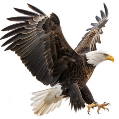 Fototapeta premium The American bald eagle symbol with wings out isolated on a transparent background