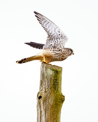 Common kestrel perched on a pole in winter in Burgos, Castilla y Le&oacute;n