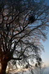 Tree covered in frost in winter. Cold weather concept.