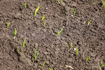 Young green sprouts break through the dark, loose soil. Each plant symbolizes new life and hope for a future harvest, creating a dynamic contrast between the ground and the growing greenery.