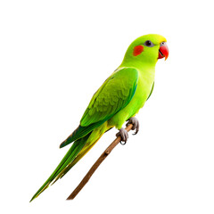 Vibrant Green Bird with Red Cheeks Perched on Branch Isolated on White Background